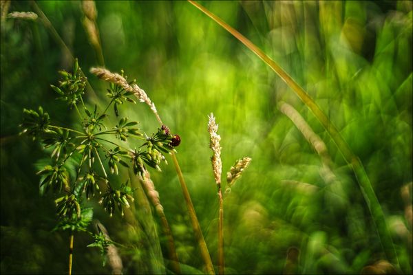 .........Wer suchet, der findet!