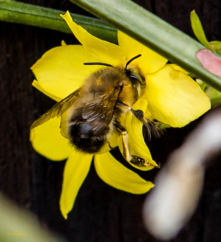Wer suchet,der findet. Foto & Bild tiere, wildlife, insekten Bilder auf