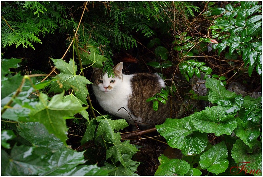 Wer tigert durch den Garten bei Regen und Wind?