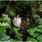 Wer tigert durch den Garten bei Regen und Wind?