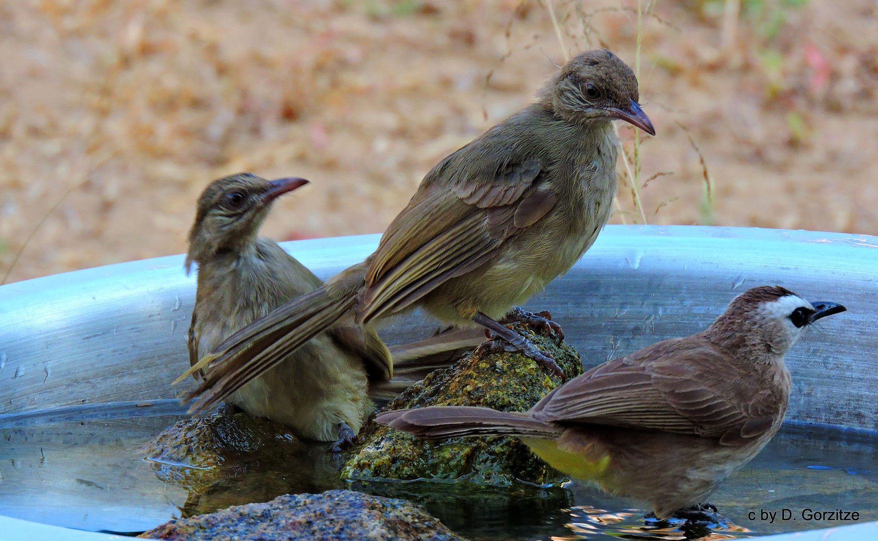 Wer traut sich zuerst ins Wasser ?