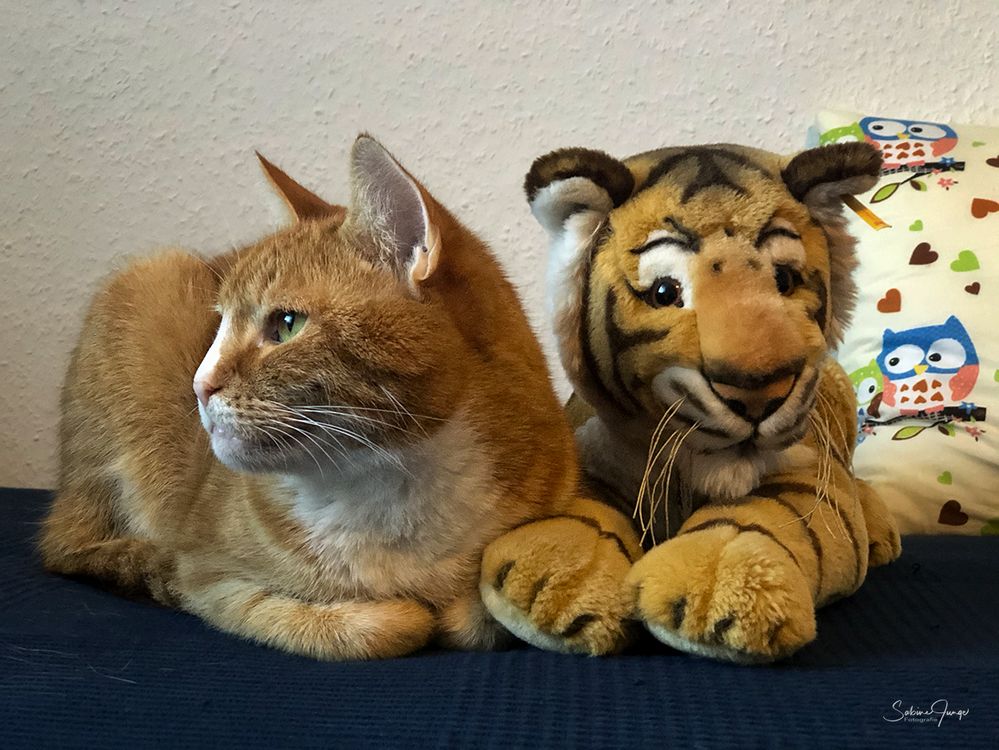 Wer von beiden ist denn nun der echte Tiger? ;-)