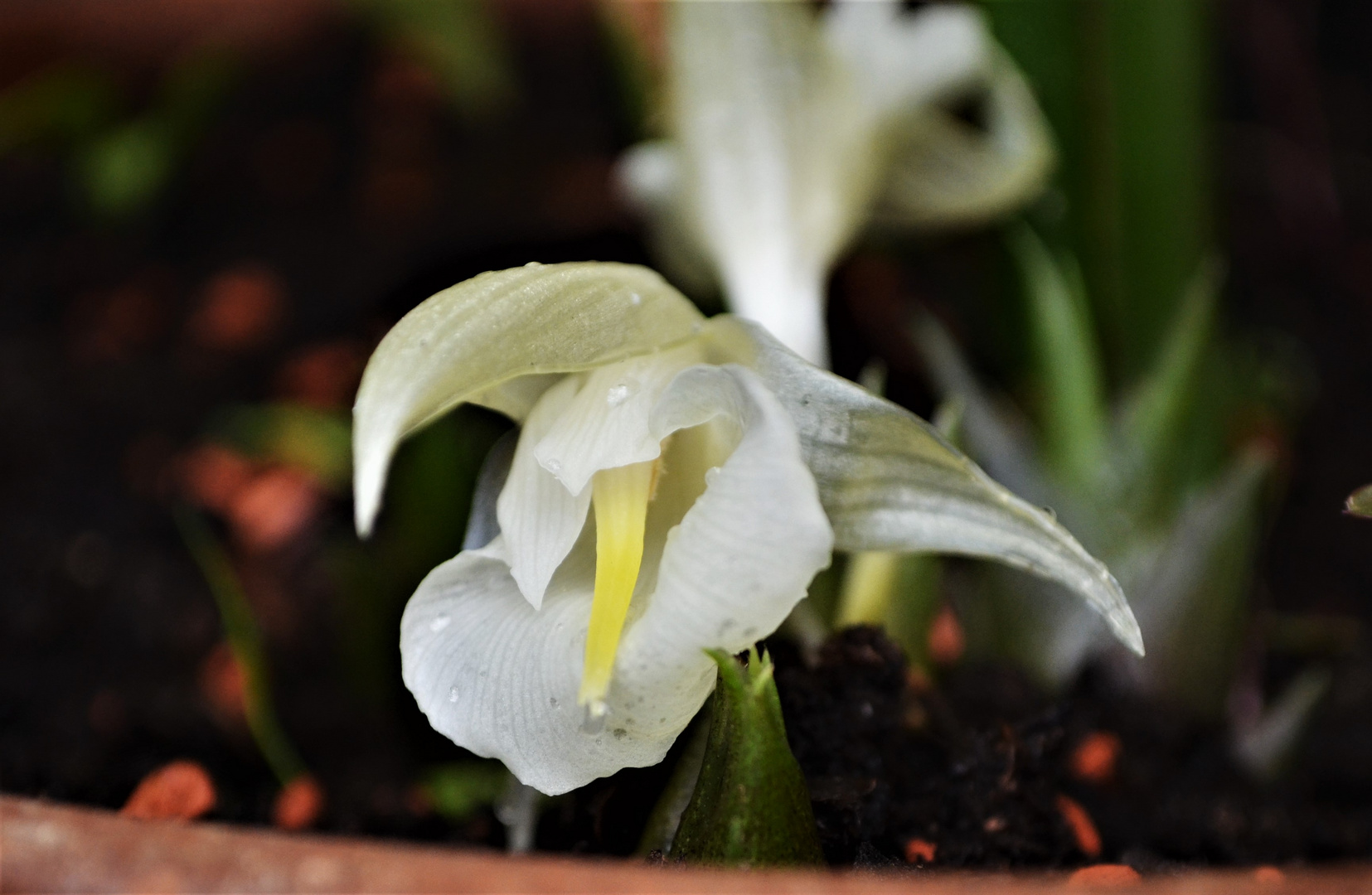 Wer von Euch hat diese Blüte schon gesehen ? ja es ist Ingwer