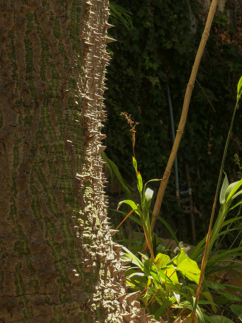 Wer von Euch kennt diesen Baum ?