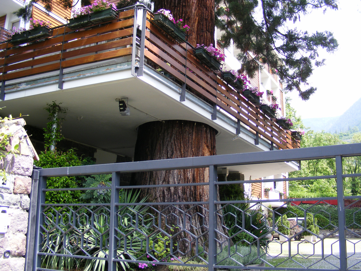 Wer war nun zuerst da Baum oder Balkon?