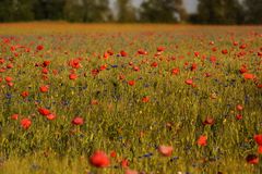 Wer war zuerst da Mohn- oder Kornblume