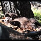 "Wer weckt mich da?" - Yosemite NP