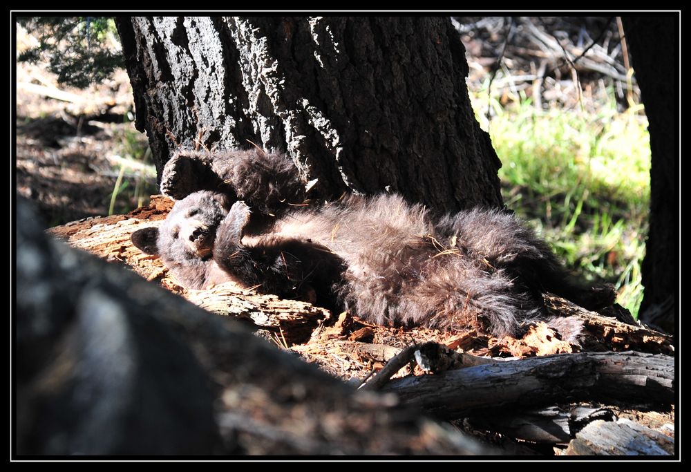 "Wer weckt mich da?" - Yosemite NP von wurzelausx 