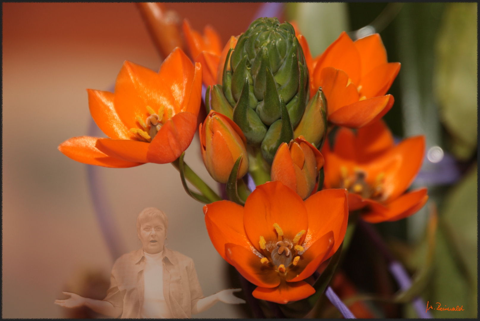 Blumen namen mit bild