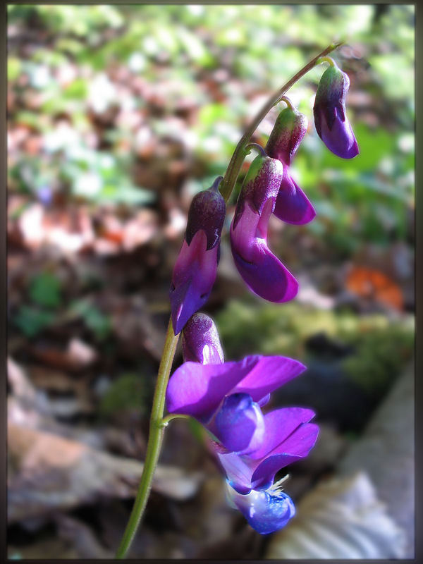 Wer weiß den Namen dieser Waldblume!