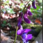 Wer weiß den Namen dieser Waldblume!