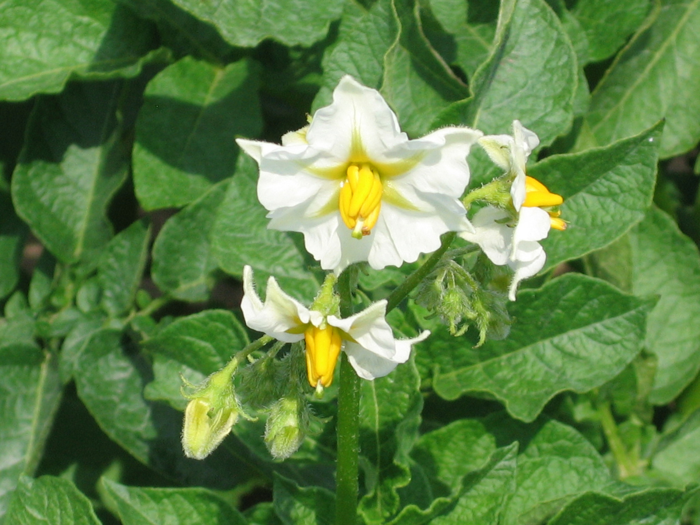 Wer weiß denn noch, was das für eine Blume ist? .)))) Foto & Bild