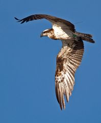 Wer weiß etwas über PANDION H. GREEN 13, female ?