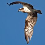 Wer weiß etwas über PANDION H. GREEN 13, female ?