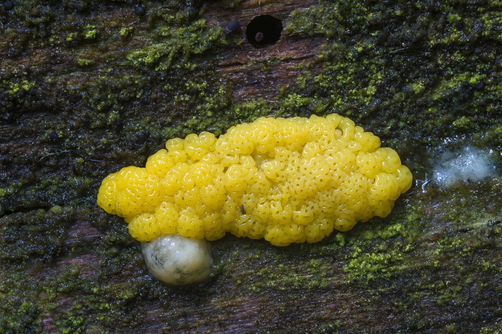 Wer weiß, was das für ein Pilz ist?