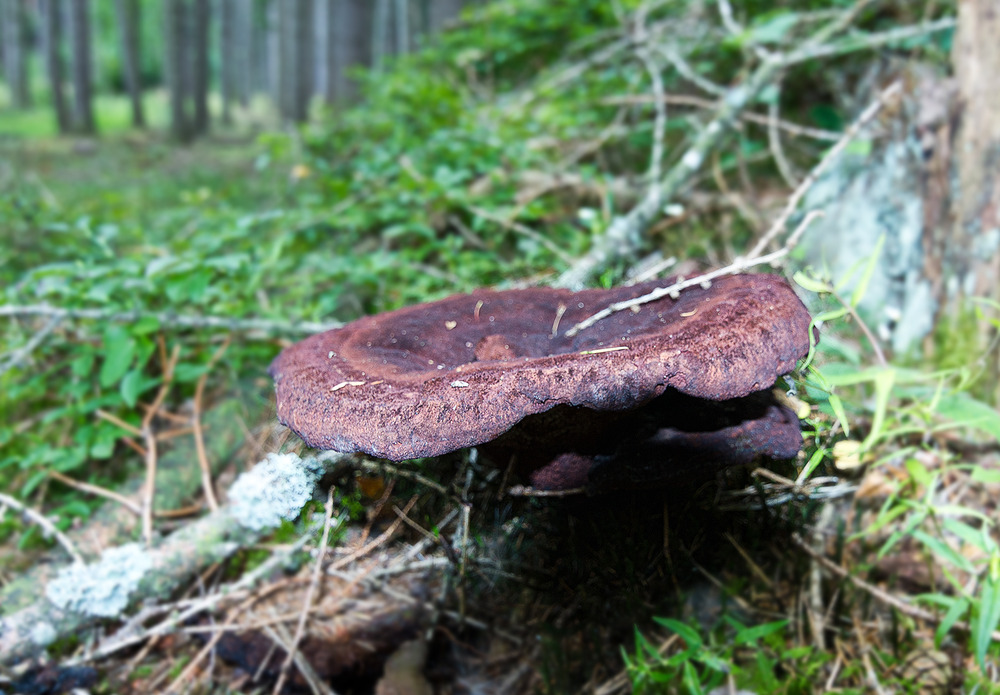 wer weiß was das für ein Pilz ist ?