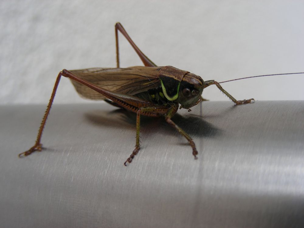 Wer weiß, was das für ein Tier ist? Foto & Bild tiere, tierdetails, natur Bilder auf