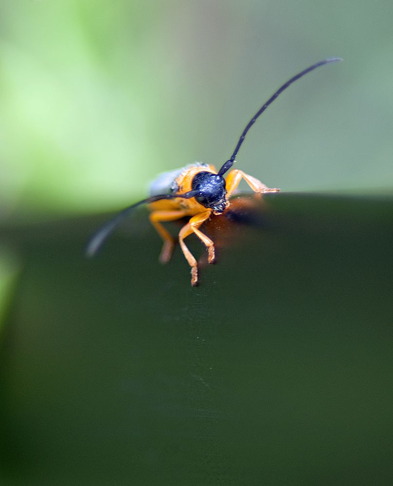 Wer weiß was das ist?