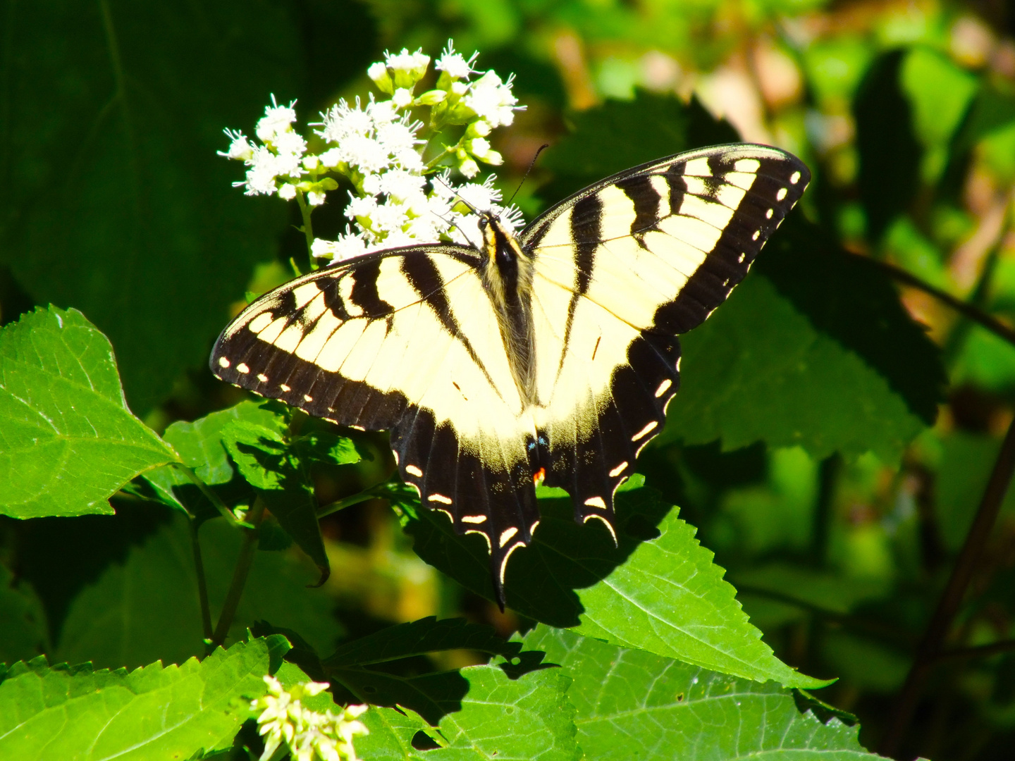 Wer weiß welch ein Schmetterling das ist?