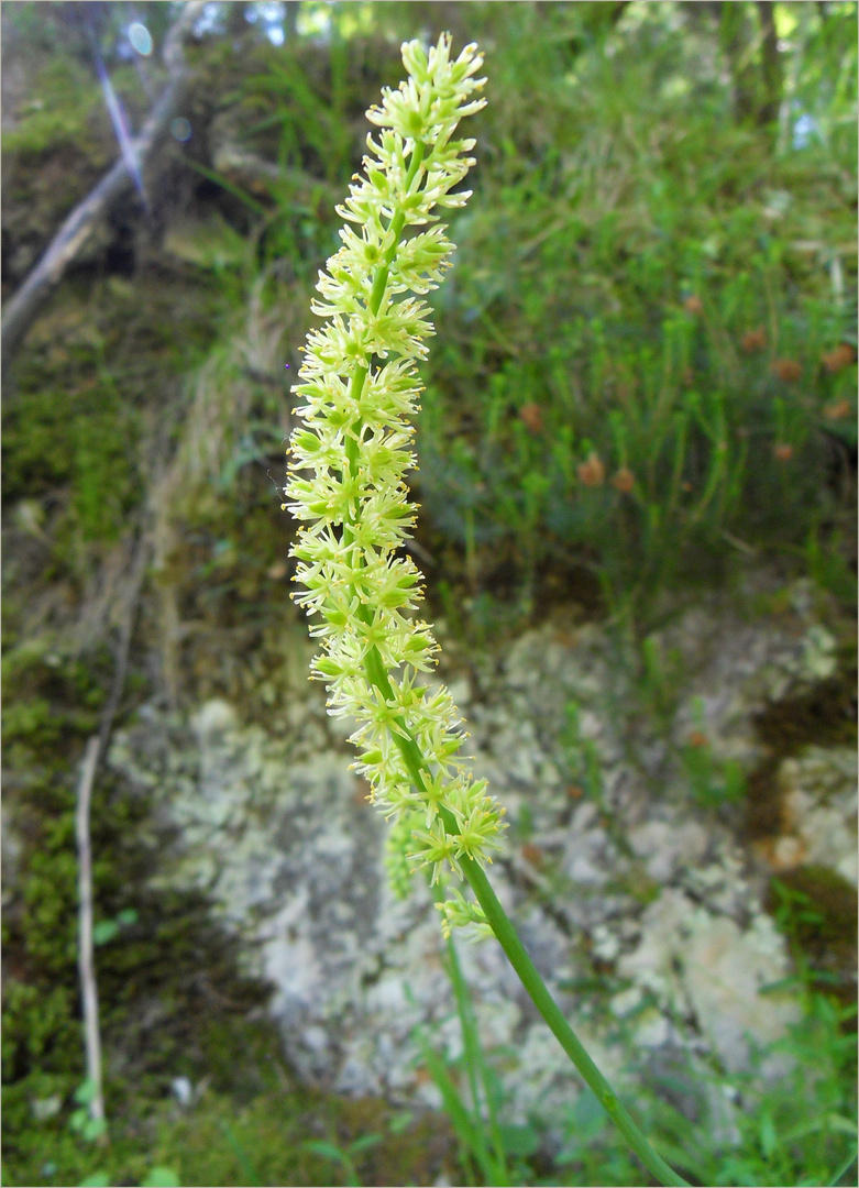 Wer weiß, welche Blume das ist? Bitte um Bestimmung.