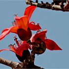 wer weiß wie der Baum heißt, zu dem diese herrlichen Blühten gehören ?