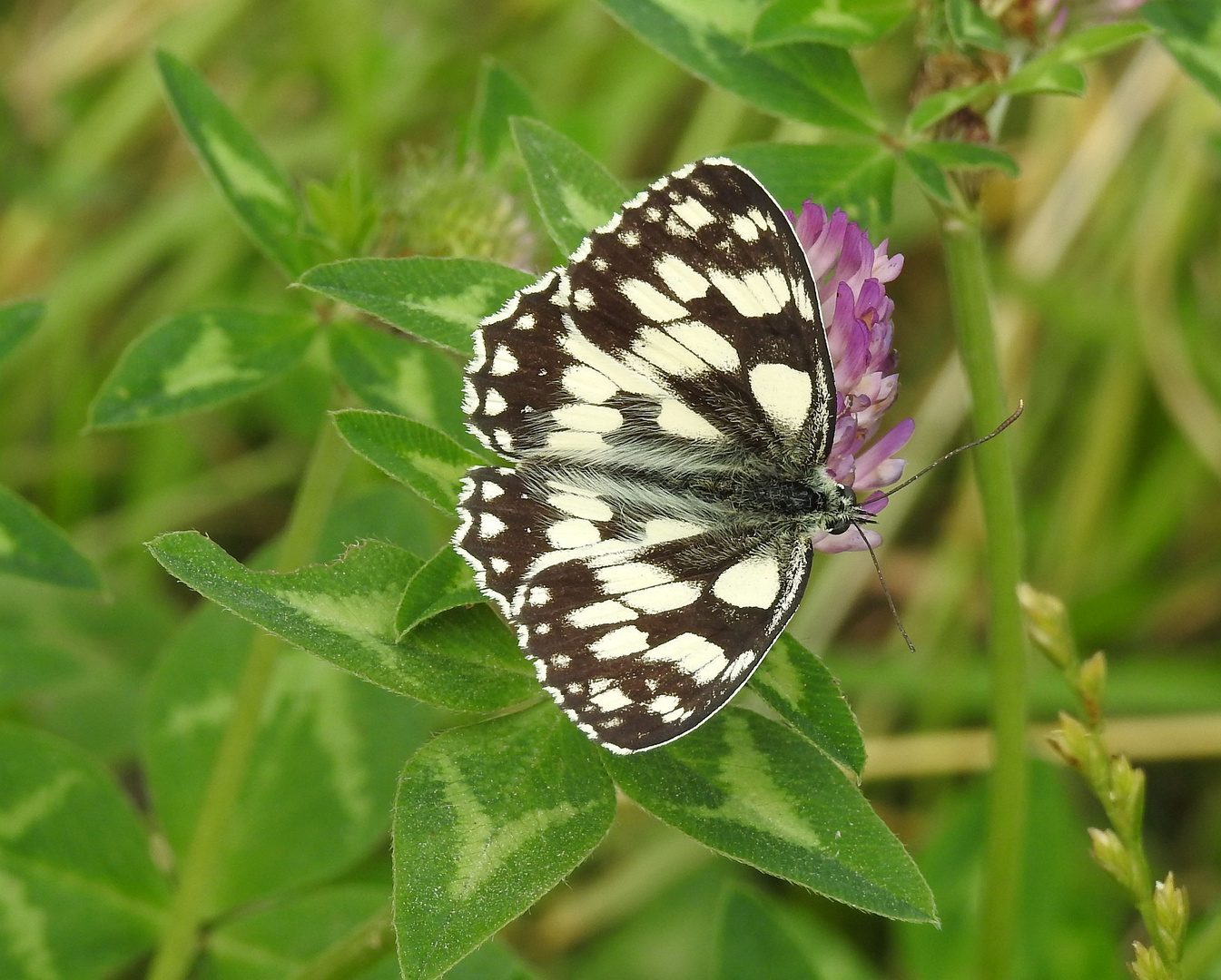 Wer weiß wie der Schmetterling heißt