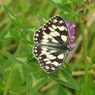 Wer weiß wie der Schmetterling heißt