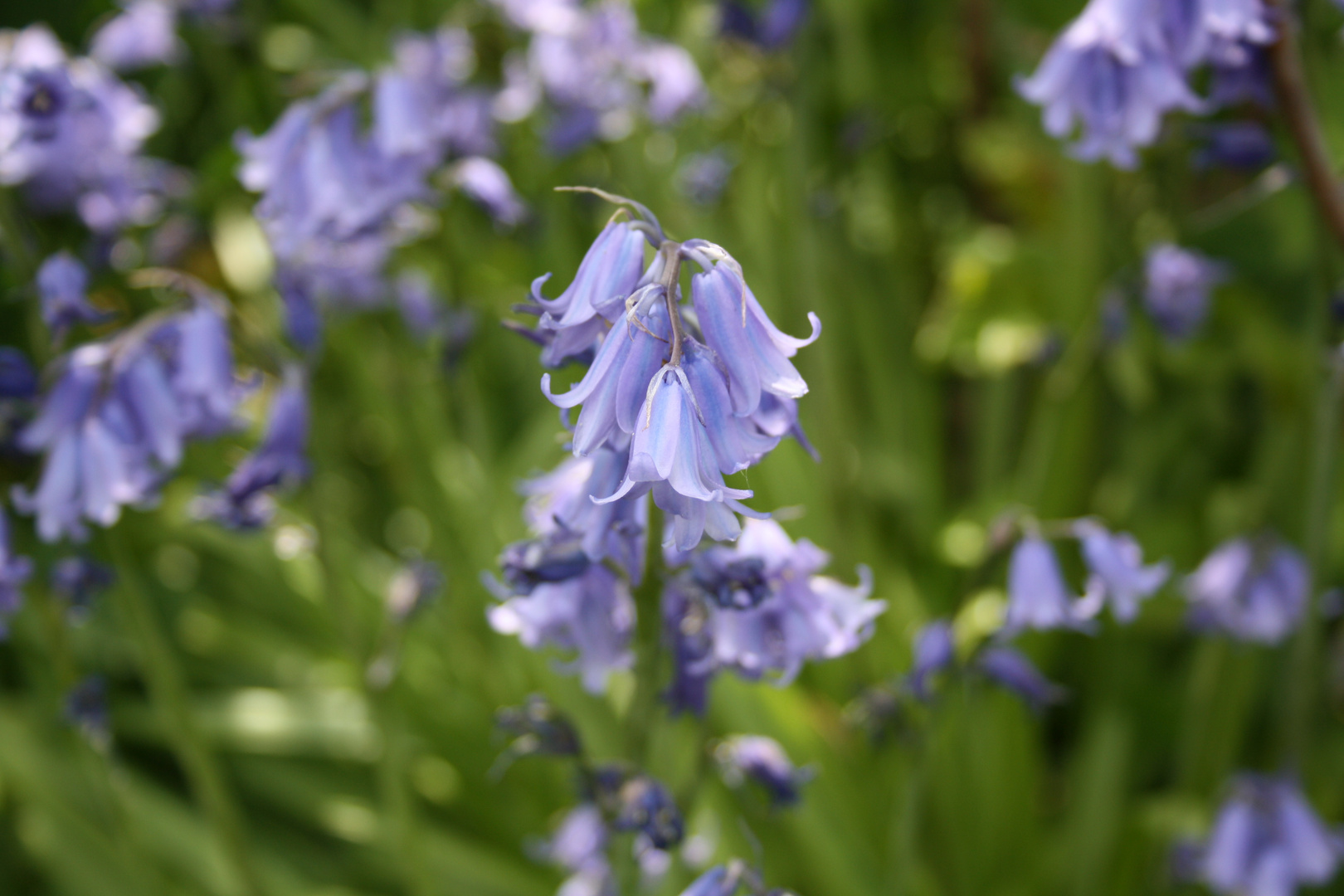 Wer weiß, wie die Blume heißt?