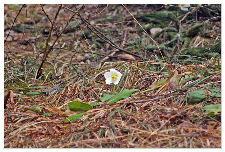 Wer weiß wie diese Blume heißt?