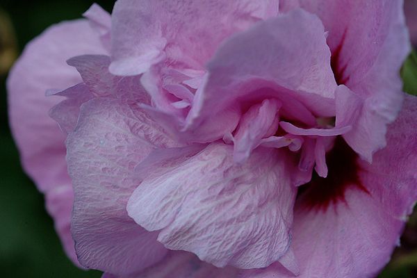 Wer weiß, wie diese Blume heißt?