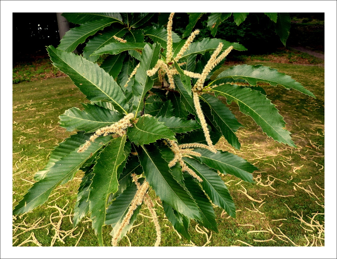 Wer weiß wie dieser Baum heißt?