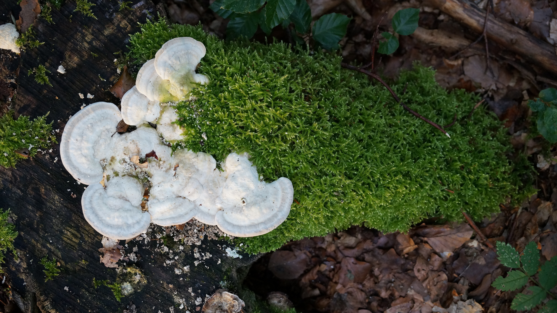 Wer will hier wen verdrängen? Moos Pilz oder umgekehrt?