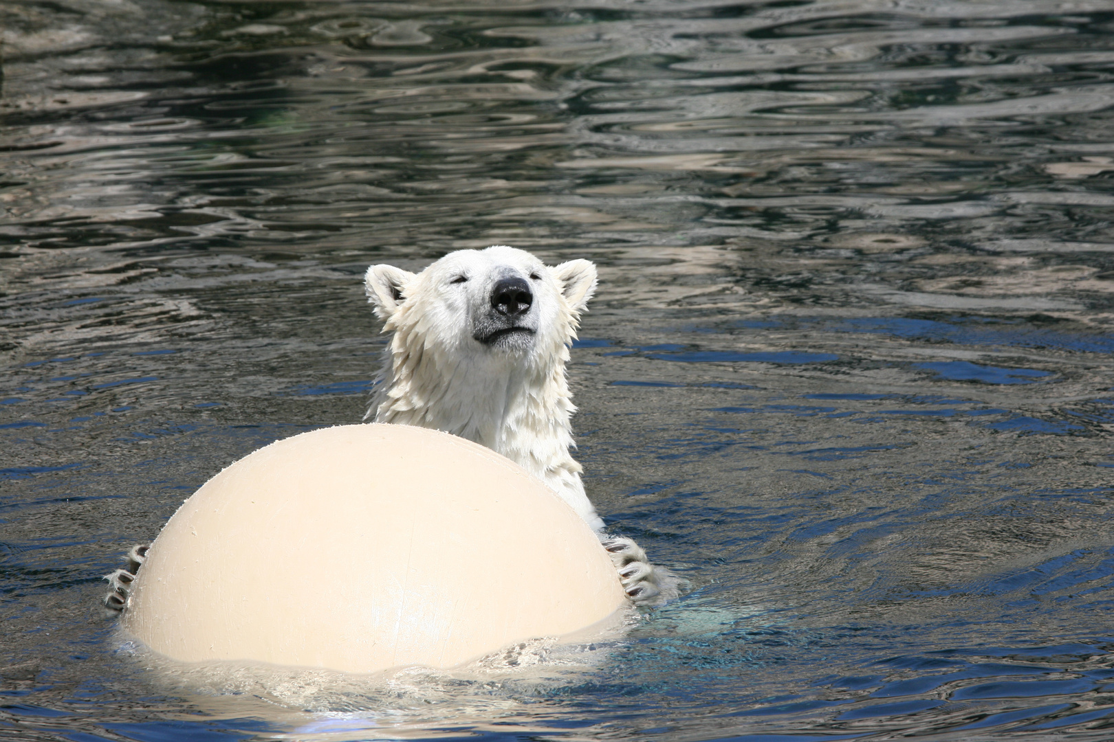 Wer will mit mir Ball spielen?