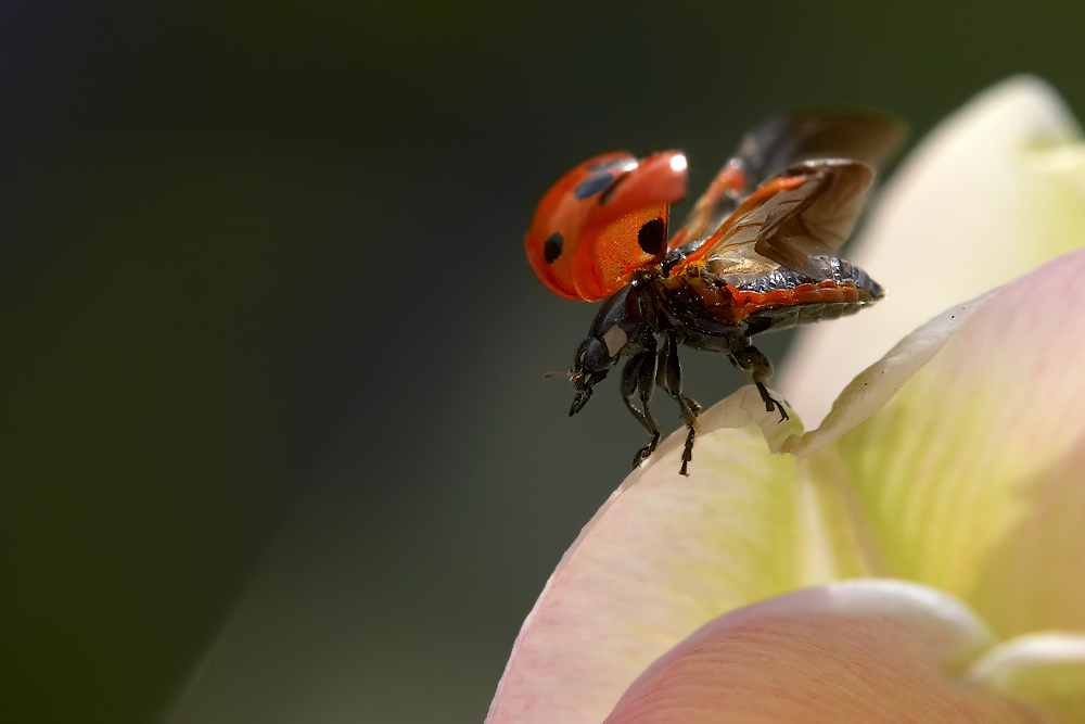 Wer wird denn gleich in die Luft gehen...