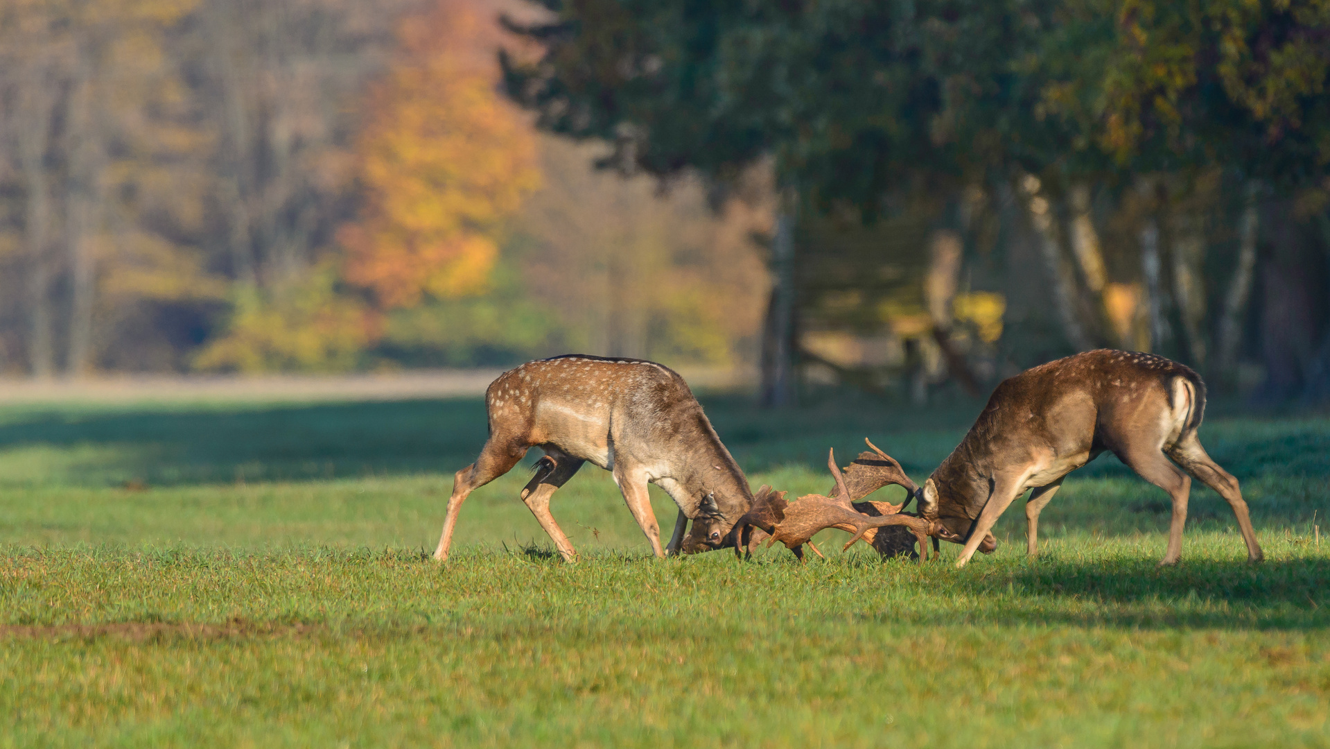 Wer wird Platzhirsch