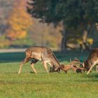 Wer wird Platzhirsch