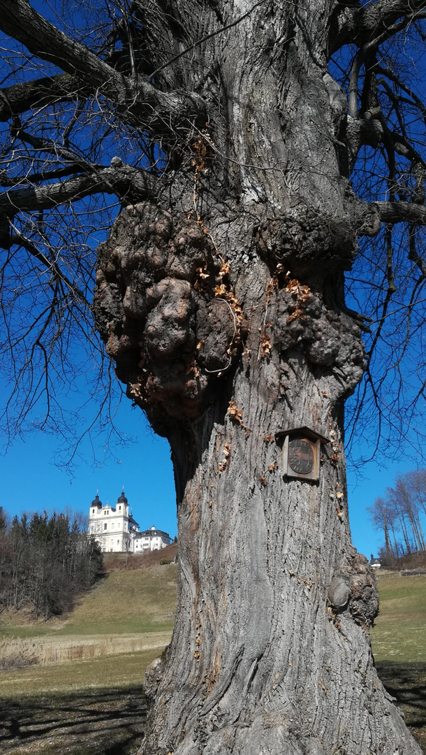 Wer wohl älter ist? Baum oder Kirche? 