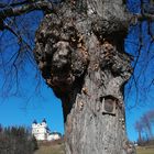 Wer wohl älter ist? Baum oder Kirche? 