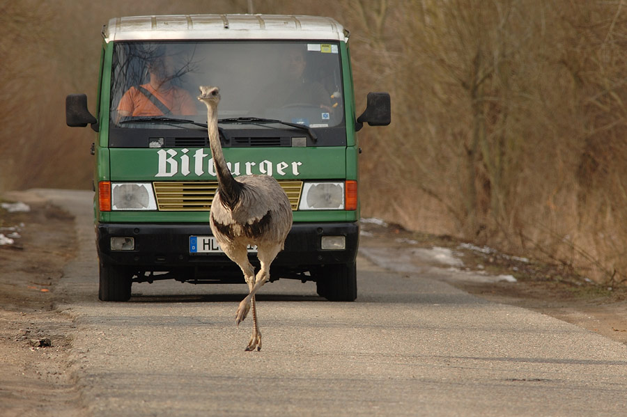 Wer wohl schneller ist......