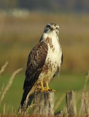 Wer wohlgenährt ist...