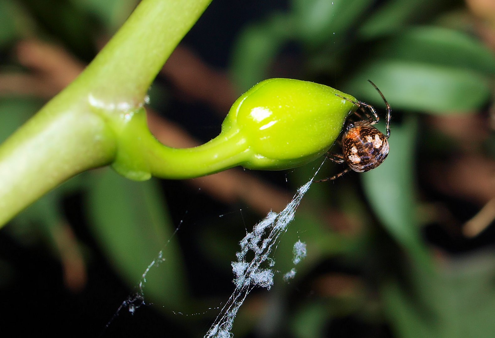 Wer wohnt auf meiner Orchidee....