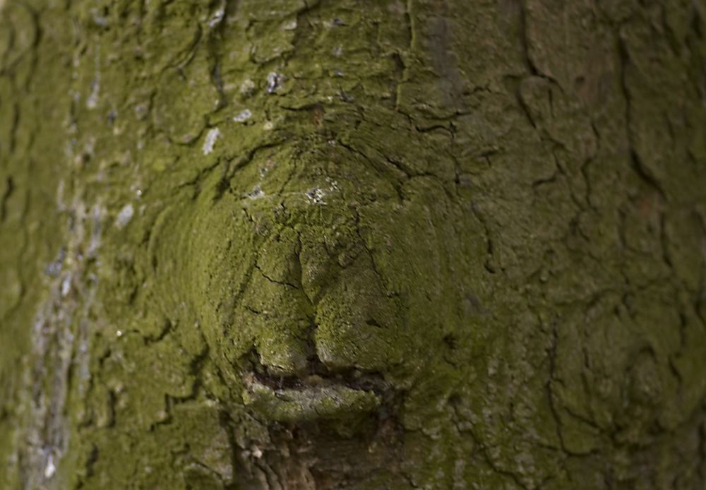 Wer wohnt hier im Baum?  gelöst!