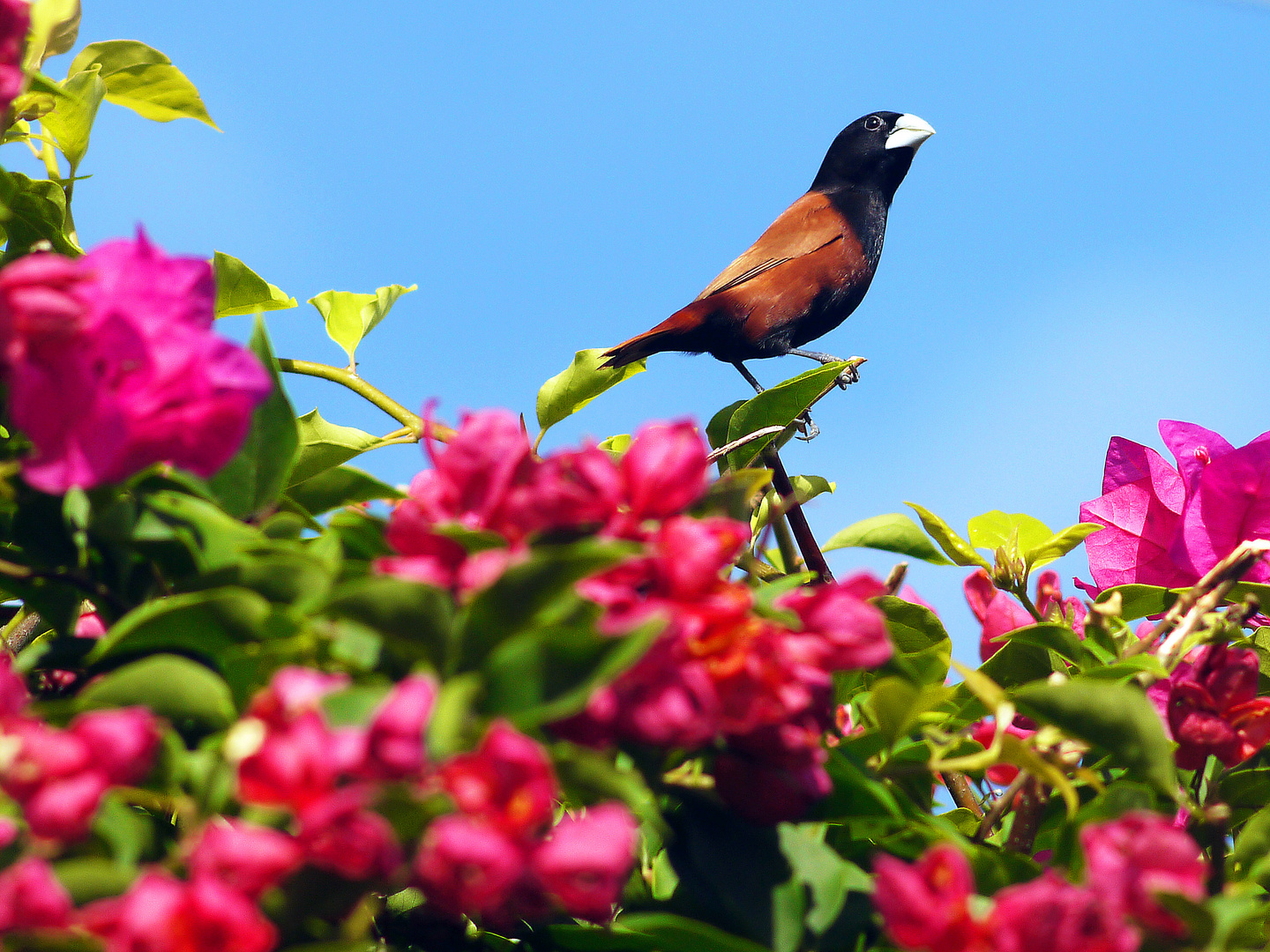 Wer wohnt in der Bougainvillea