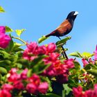 Wer wohnt in der Bougainvillea