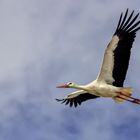  Wer wollte nicht einmal wie ein Vogel so frei unter dem Himmel fliegen... können ??