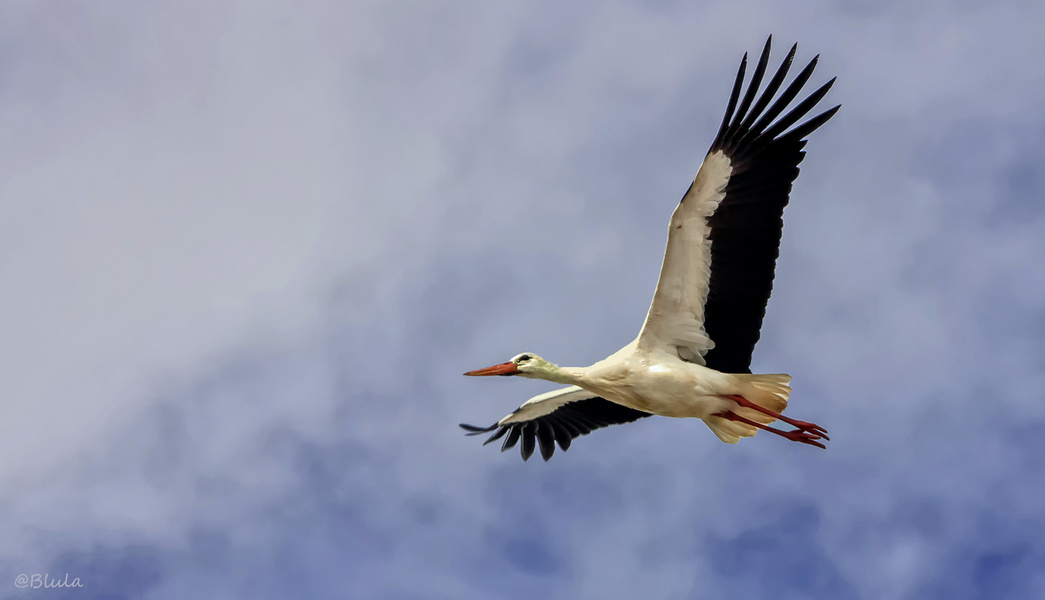  Wer wollte nicht einmal wie ein Vogel so frei unter dem Himmel fliegen... können ??