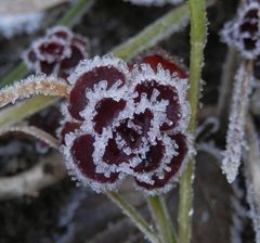 Wer zu spät blüht, den straft der Nachtfrost