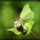 Wer zünselt da an dieser Distel?