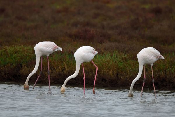 Wer zuerst aufgibt verliert! whoever gives up first loses! ¡Quien se rinde primero pierde!