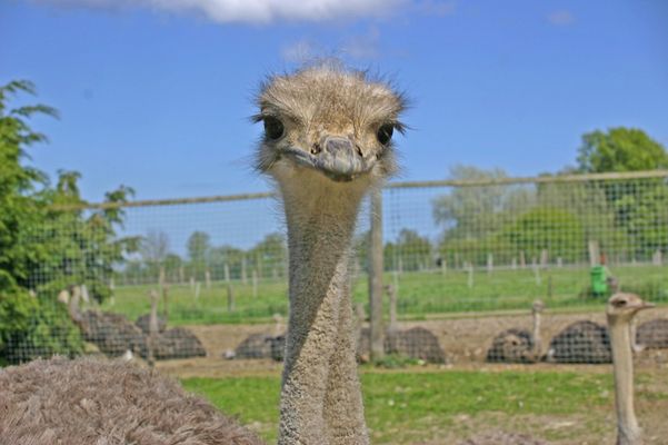 Wer zuerst lacht, hat verloren ...